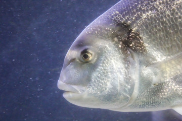 Fisch, Fische im Riff