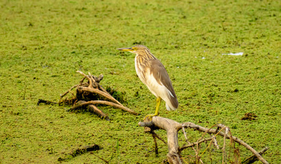 Indian pond heron (Ardeola grayii), Bharatpur Bird Sanctuary