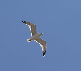 gull in flight