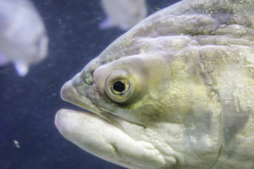 Fisch, Fische im Riff