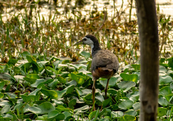 A bird, Bharatpur Bird Sanctuary