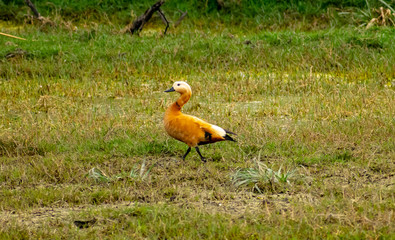 Ruddy shelduck or Brahminy duck (Tadorna ferruginea), Bharatpur Bird Sanctuary
