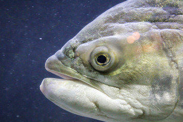 Fisch, Fische im Riff