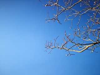 Willow tree branch in front of blue sky
