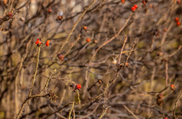 Rosehip fruit on bare branches