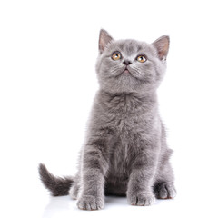 Scottish straight kitten. Isolated on a white background. Gray cat sits sideways
