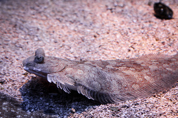 Flacher Fisch auf dem Meeresgrund