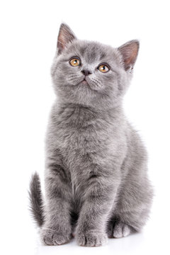Scottish straight kitten. Isolated on a white background. Gray kitten on photo studio