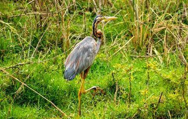 Purple heron, Bharatpur Bird Sanctuary