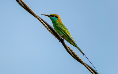 The little green bee-eater, Bharatpur Bird Sanctuary