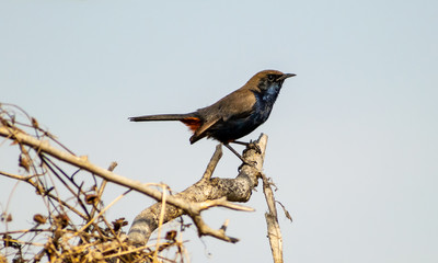 Sunbird, Bharatpur Bird Sanctuary