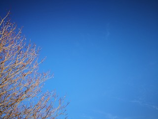 Willow tree branch in front of blue sky