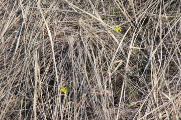 dry grass in the field