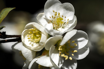 Makroaufnahme der Blüten einer weißen japanischen Zierquitte (chaenomeles japonica)