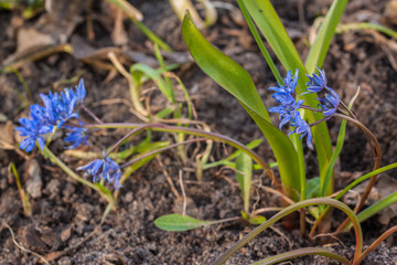 Blossom Scilla  bifolia   in the garden