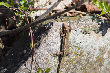 Obraz premium Tiny lizard on the stone