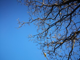 Willow tree branch in front of blue sky
