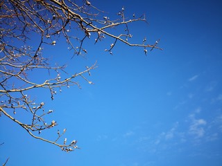 Willow tree branch in front of blue sky