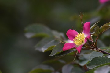 pink flower