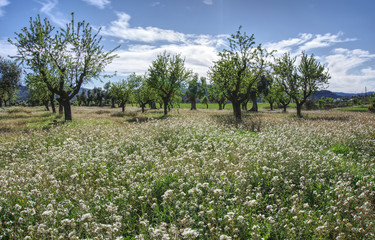 Fototapeta na wymiar white flowers with almond trees background