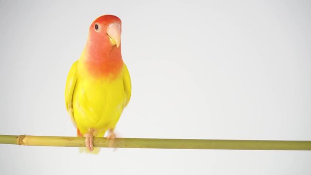 Lovebird parrot rosy cheeked on a white background