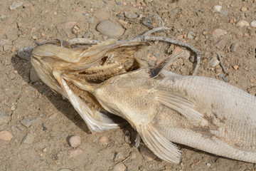 Dead rotten fish carcass with scales drying out on lake shore