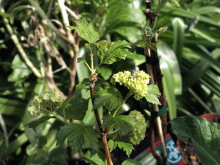 Viburnum