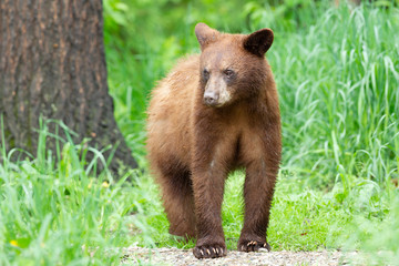 Young Black Bear in Minnesota wilderness