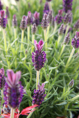 purple flowers in a field