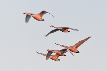 flying whooper swan, Cygnus cygnus, in winter