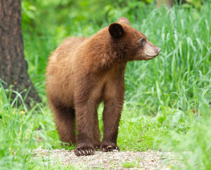 Fototapeta premium Young Black Bear in Minnesota wilderness