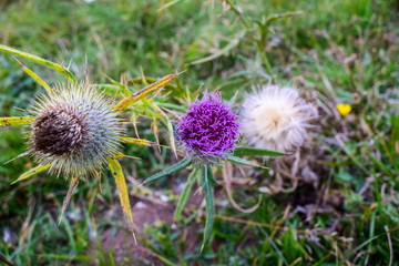 flower, dandelion, thistle, plant, nature, green, purple, summer, spring, grass, flowers, macro, meadow, field, flora, blossom, garden, seed, bloom, white, blowball, beauty, closeup, weed, natural