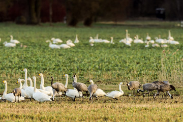 Whooper swans, Cygnus cygnus, and cranes, Grus grus, in winter