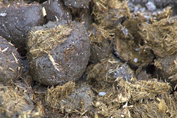 Horse poop, a natural fertilizer for plants
