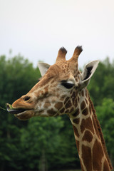 Amusing image of the head of a giraffe eating leaves
