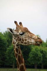 Amusing image of the head of a giraffe eating leaves