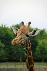 Obraz premium Amusing image of the head of a giraffe eating leaves