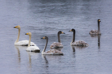 Whooper swans, Cygnus cygnus, in winter, germany