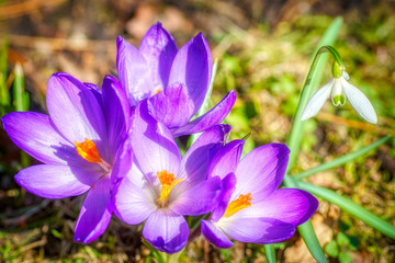 vier lila blühende Krokusse mit einem Schneeglöckchen auf einer Wiese im Sonnenschein im Frühling