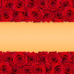 Background of red roses on an orange background. The horizontal arrangement of the buds. Vintage style. Mock-up.