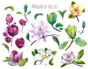 Watercolor set of magnolia flowers isolated on white. Red,yellow, white , green magnolia flowers, branch,leaves and buds isolated. Big flowers set. Big magnolia set.