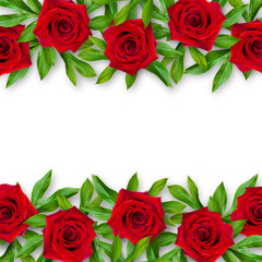 Background of red roses and green leaves on a white background. Horizontal arrangement of flowers. Vintage style. Mock-up.