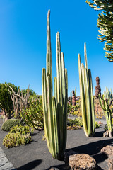 Fototapeta premium Unique cactus plants grow in Lanzarote volcanic lava soil cactus garden, Quatiza, Canary Islands Spain. Travel, environment concept.