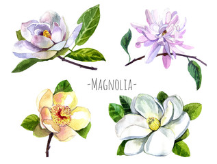 Watercolor set of magnolia flowers isolated on white. Red,yellow, white , green magnolia flowers, branch,leaves and buds isolated. Big flowers set. Big magnolia set. © 1purple