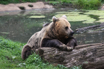 Brown bear leaning on a log by a lake