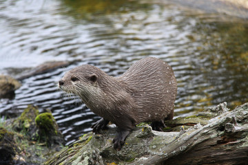 Oriental small clawed otter