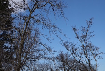 Fototapeta premium Branches in Winter Make Etching Acorss Sky
