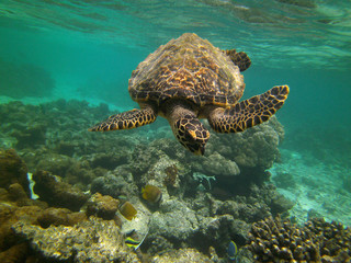 Juvenile Hawksbill Turtle swimming over coral with some small fish nearby