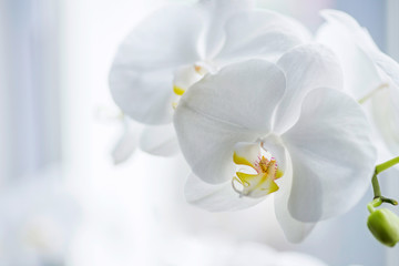 Fototapeta na wymiar Branch of white orchids with lots of copy space. Close-up of white orchids on light background