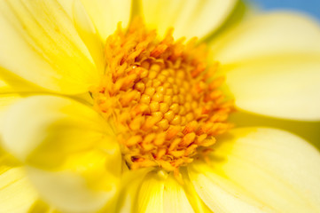 Dandelion flower open time lapse, extreme closeup over black background. Macro one yellow dandelion flower opening timelapse. Nature Spring scene.